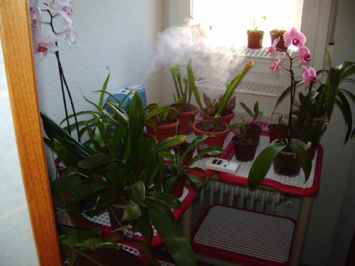 Cuidar plantas de interior: luz, riego, humedad y plagas