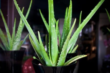 Planta de aloe vera en maceta
