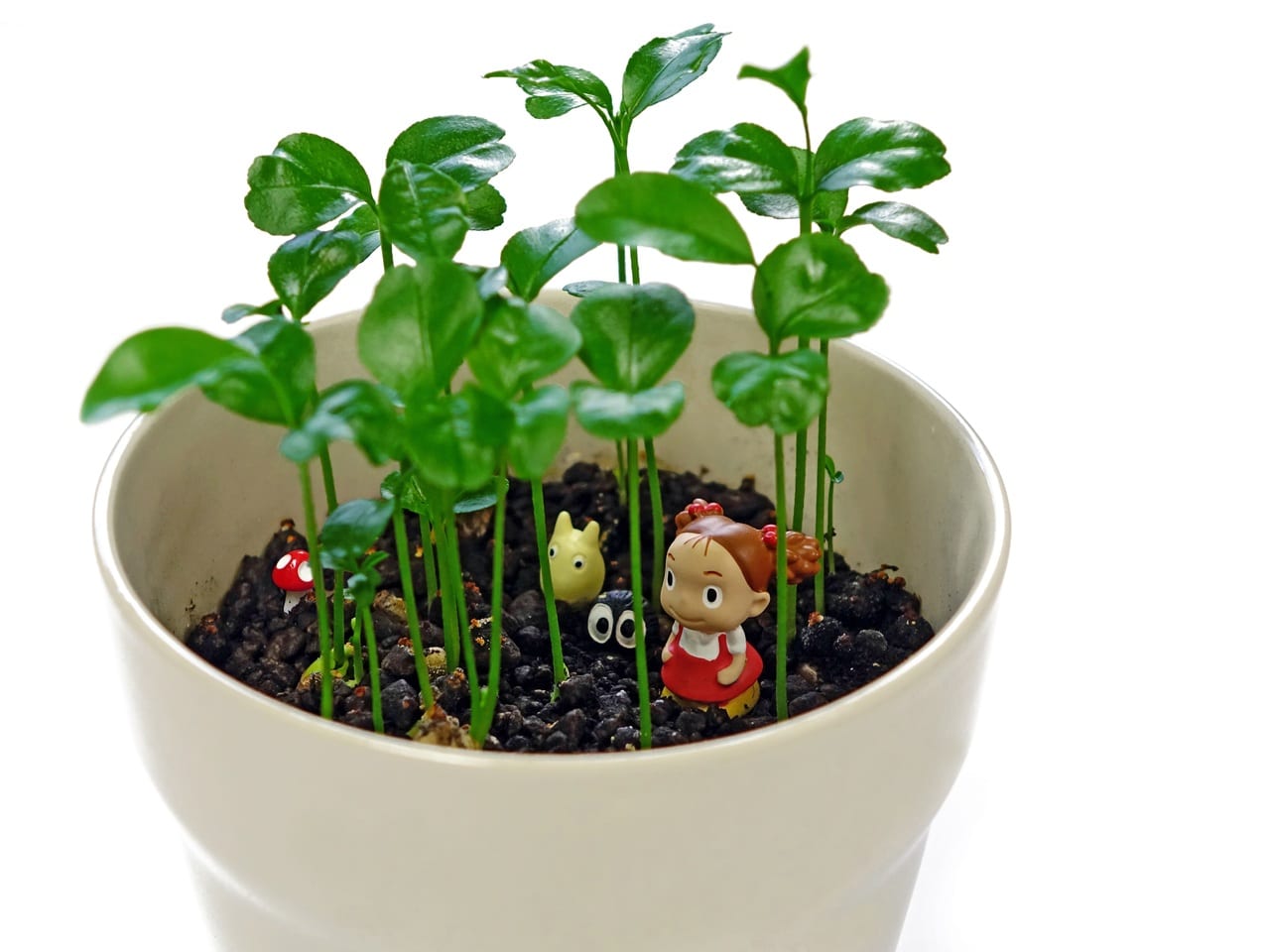 Hierbas aromáticas en maceta: guía de cultivo