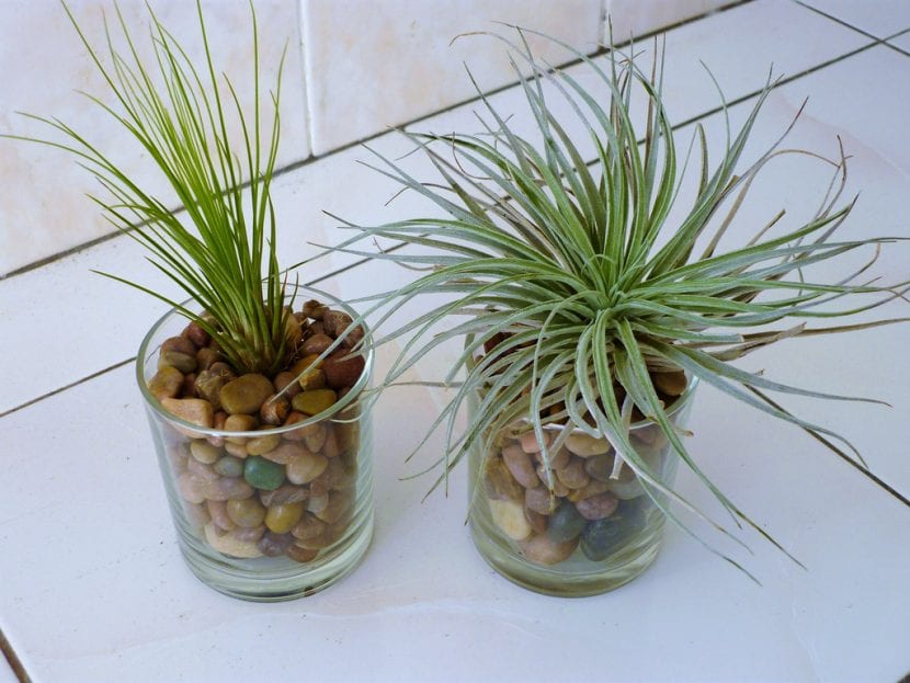 Tillandsias epífitas cultivadas sin sustrato