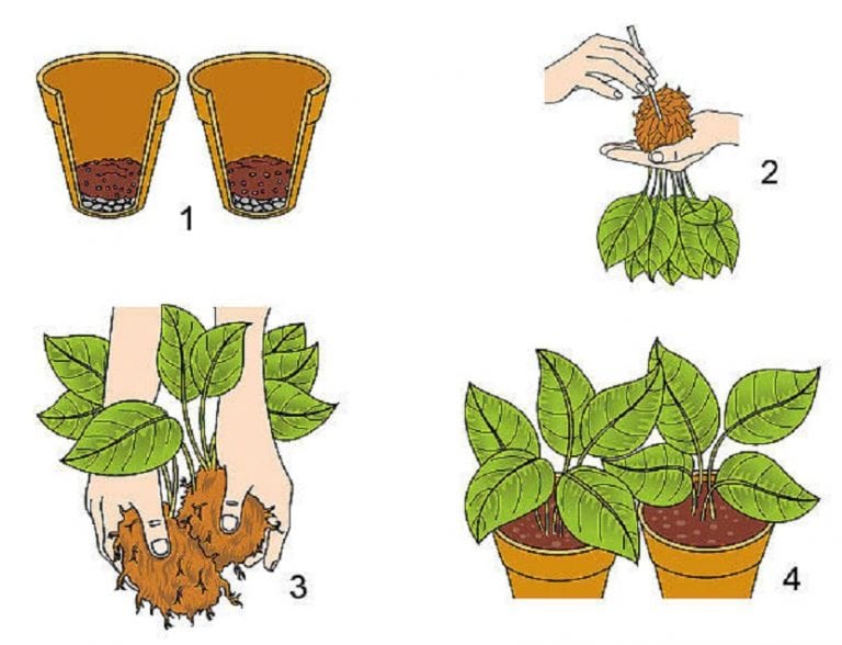 Mata de planta herbácea separada en varias divisiones con sus raíces