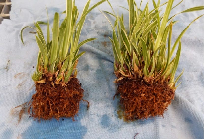 Cómo dividir plantas: guía práctica de multiplicación