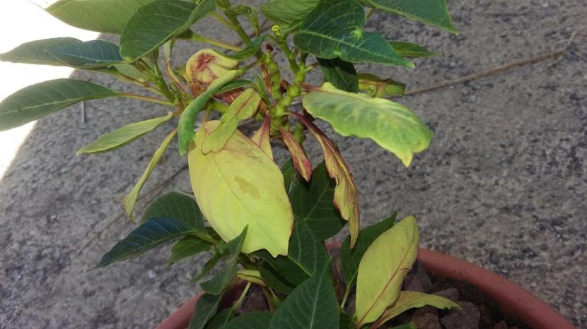 Hojas viejas de flor de Pascua antes de la poda de primavera