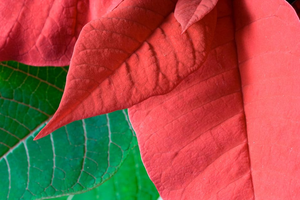 Flor de Pascua con las brácteas rojas completamente coloreadas