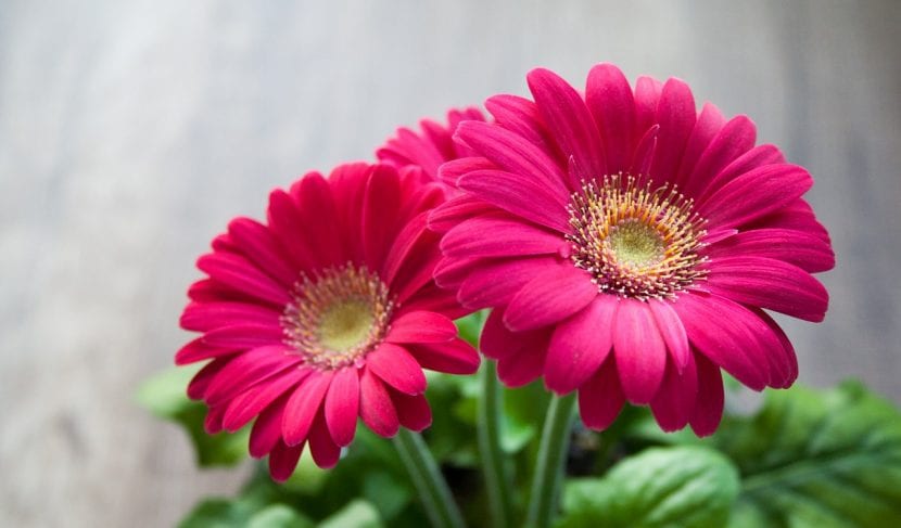 Gerbera en flor