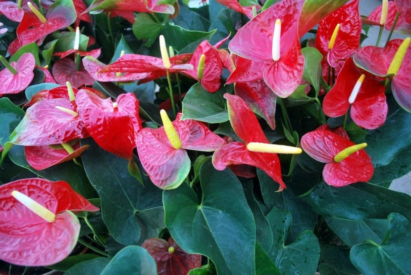 Anthurium con follaje verde y brillante en buen estado