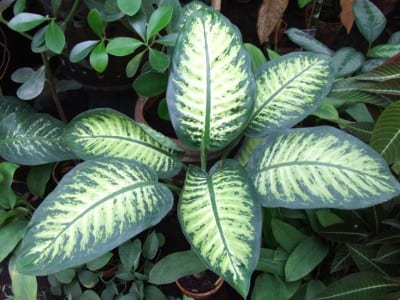 Dieffenbachia bausei, uno de los cultivares más extendidos