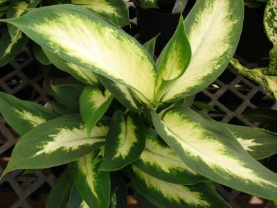 Hojas jaspeadas de dieffenbachia