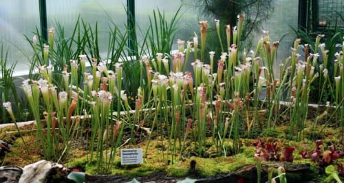 Sarracenia leucophylla