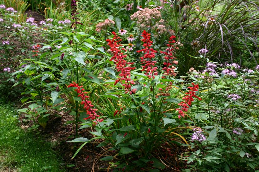 Cómo plantar salvia: sitio, época, marco de plantación y riego