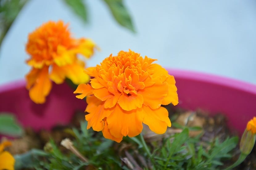 Entender el nombre científico de las plantas