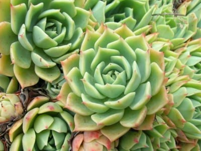 Echeveria