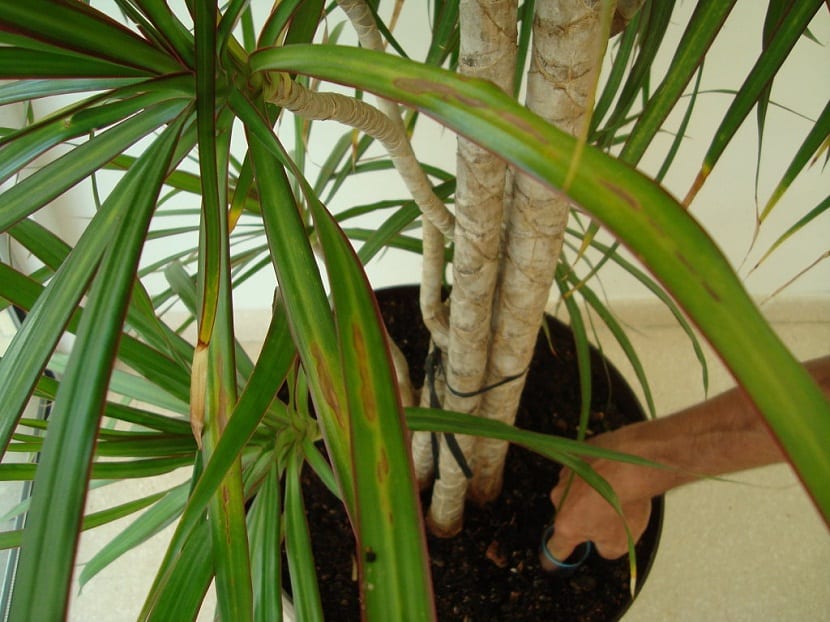 Cómo saber si mi planta está enferma: síntomas y causas