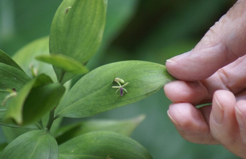 Hojas con manchas y síntomas de plagas y enfermedades