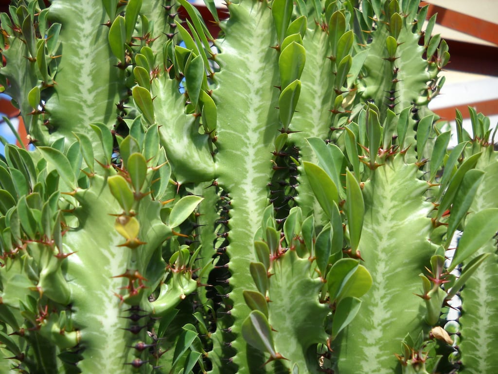 Cómo saber si una planta es comestible sin arriesgarte