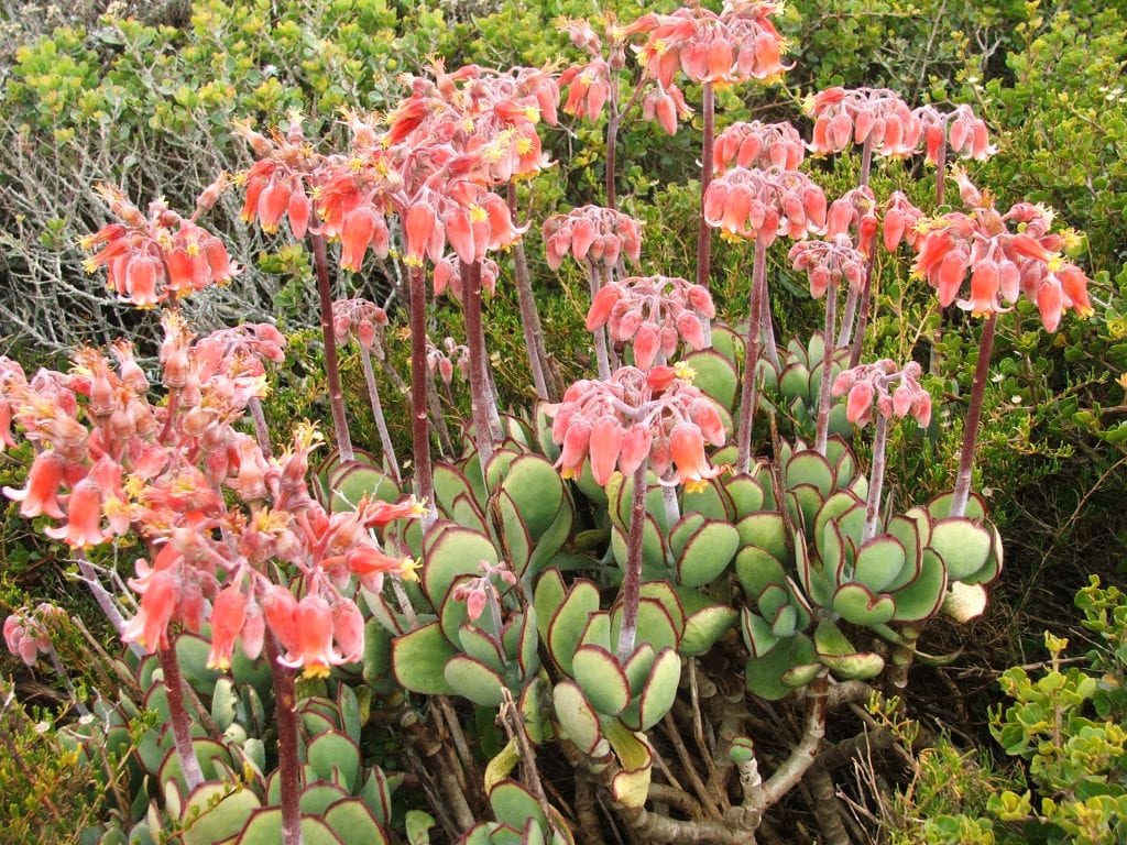 Cotyledon orbiculata con hojas cubiertas de pruina blanca