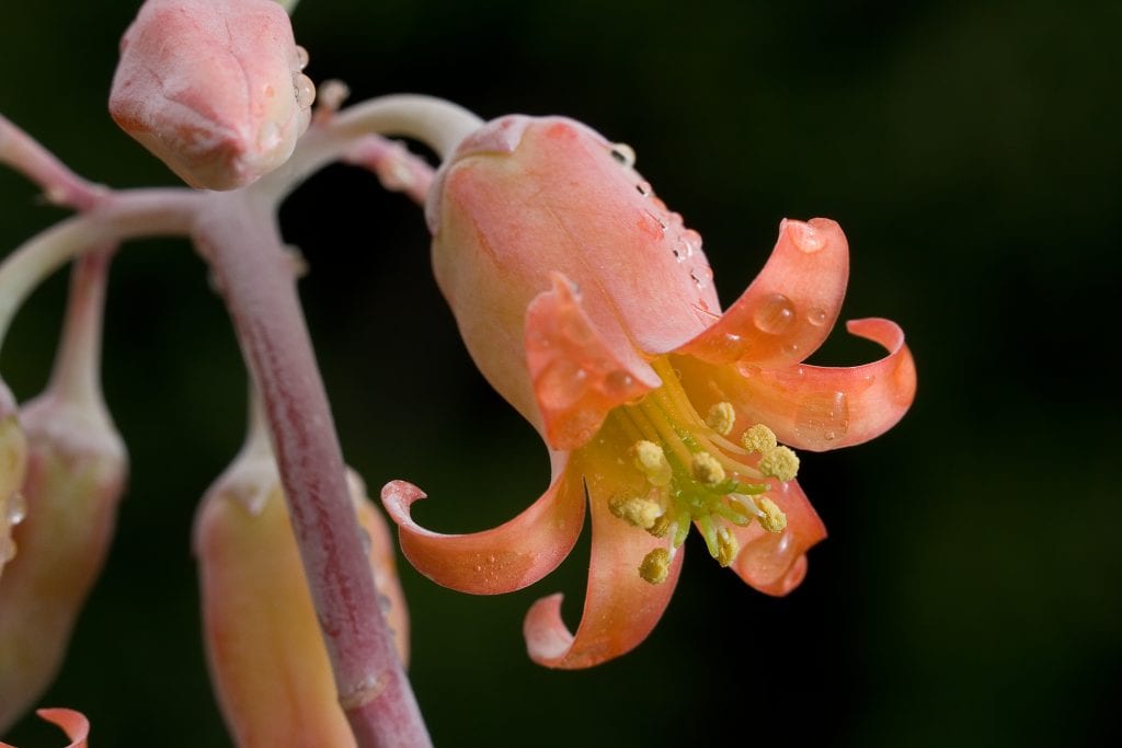 Flores tubulares naranjas y colgantes de Cotyledon orbiculata