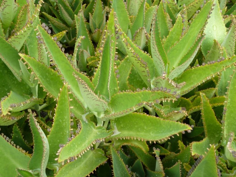 Kalanchoe daigremontiana con plántulas en el borde de las hojas