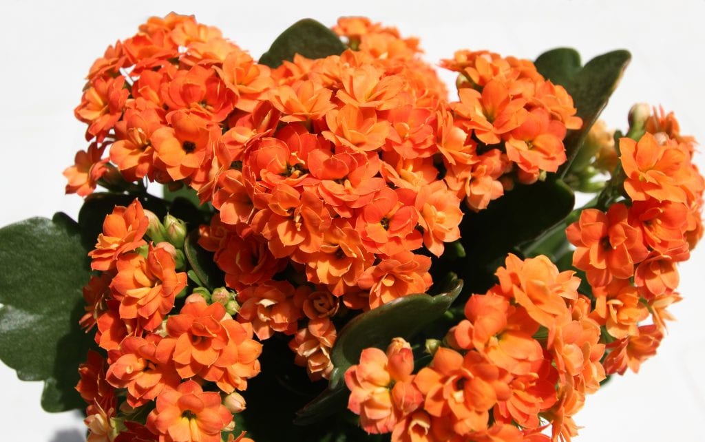 Cuidados del Kalanchoe: luz, riego y cómo hacerlo florecer