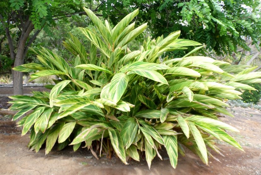 Alpinia zerumbet en un jardín