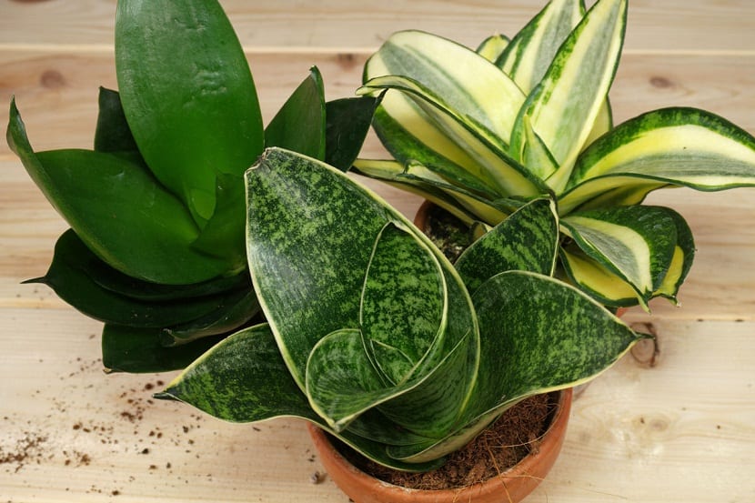 Sansevieria: cuidados, riego y multiplicación paso a paso