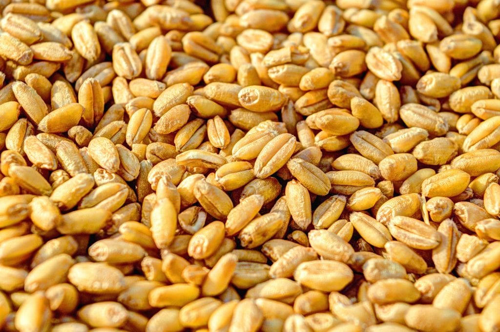 Germen de trigo: brotes, hierba y cultivo del grano