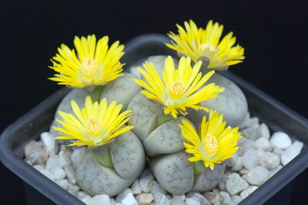 Lithops o piedras vivas: guia completa de cultivo