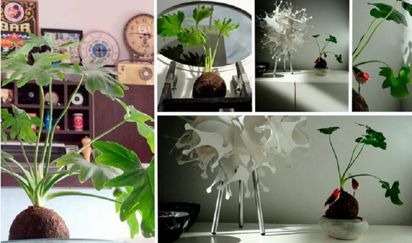 Kokedamas: cultivar plantas sin maceta paso a paso