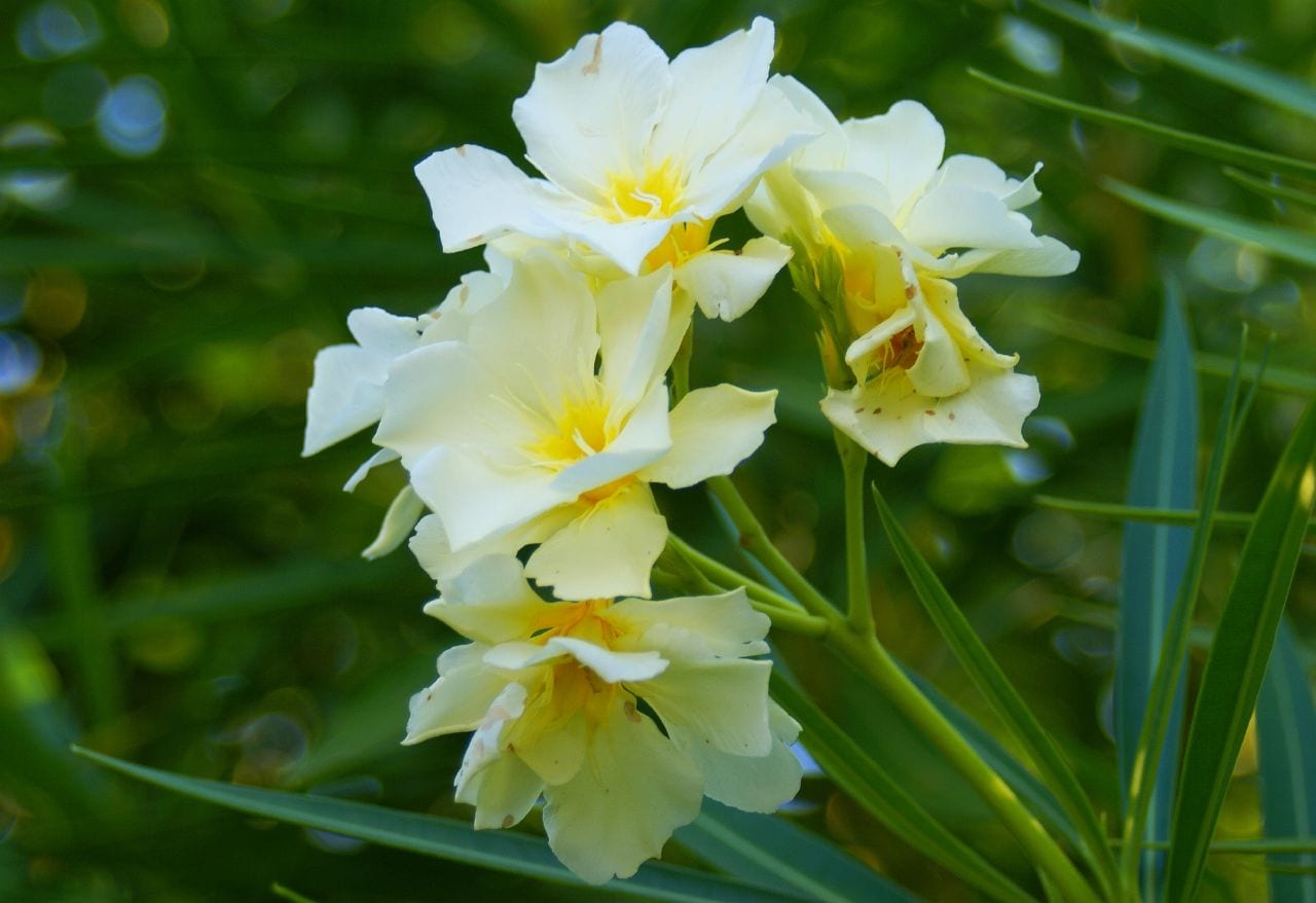 Cultivar plantas venenosas sin riesgos en casa