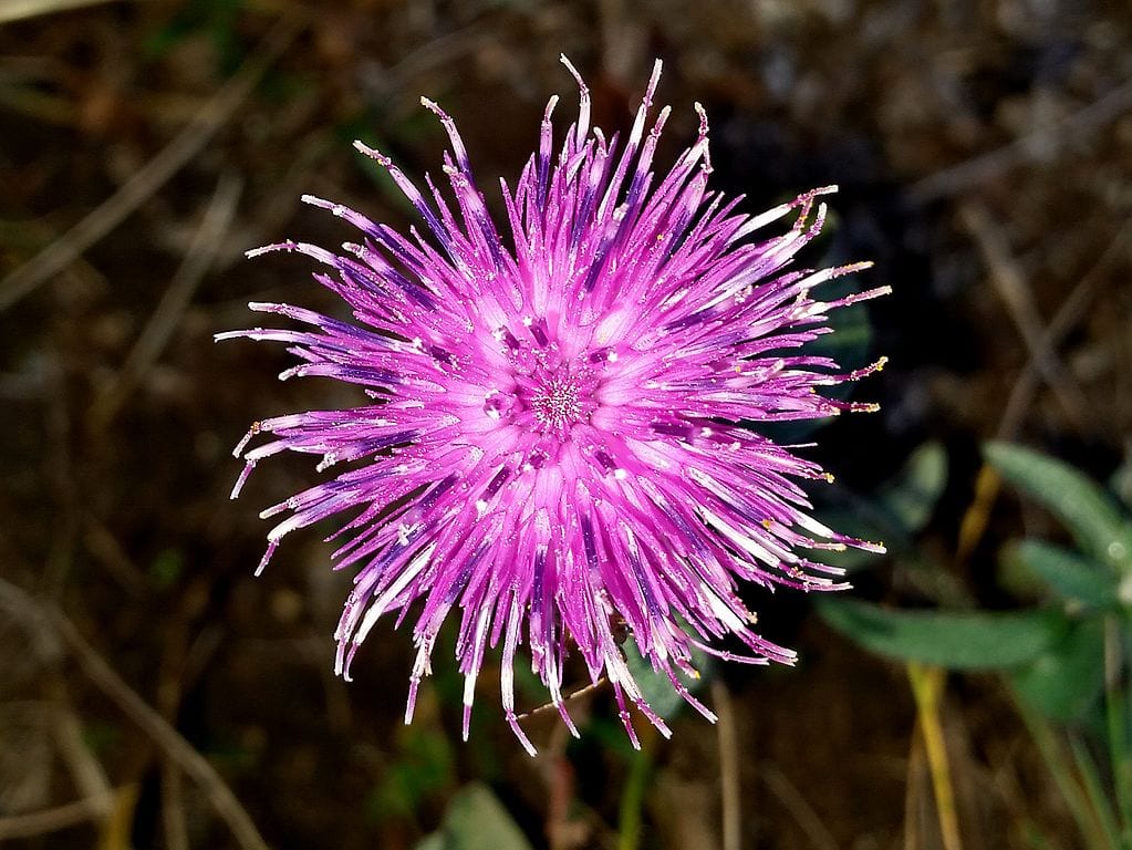 Cañamones (Centaurea nigra): cómo cultivarlos paso a paso