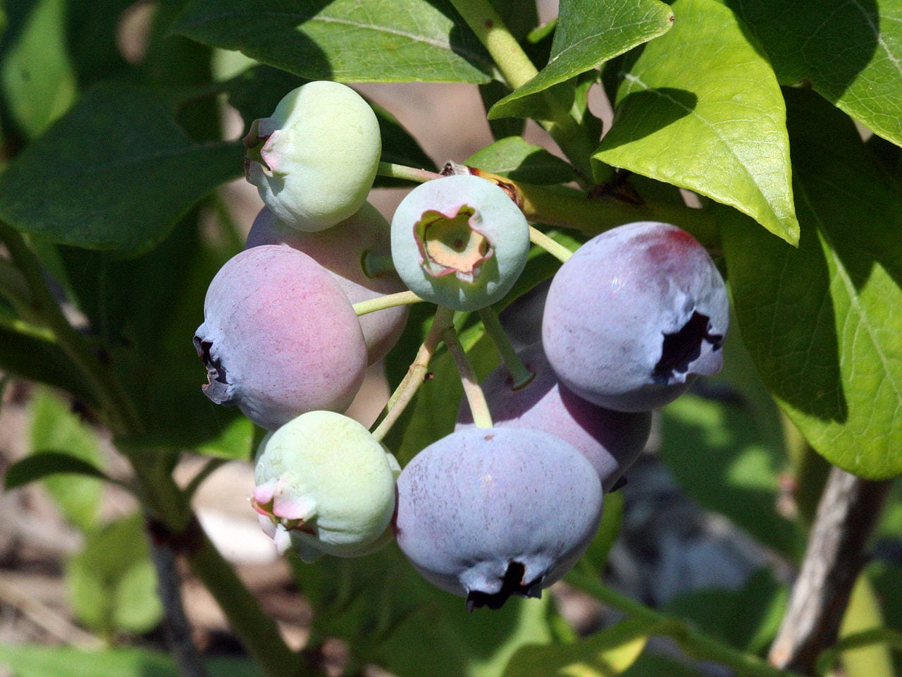 Cultivo del arándano: suelo ácido, poda, riego y variedades