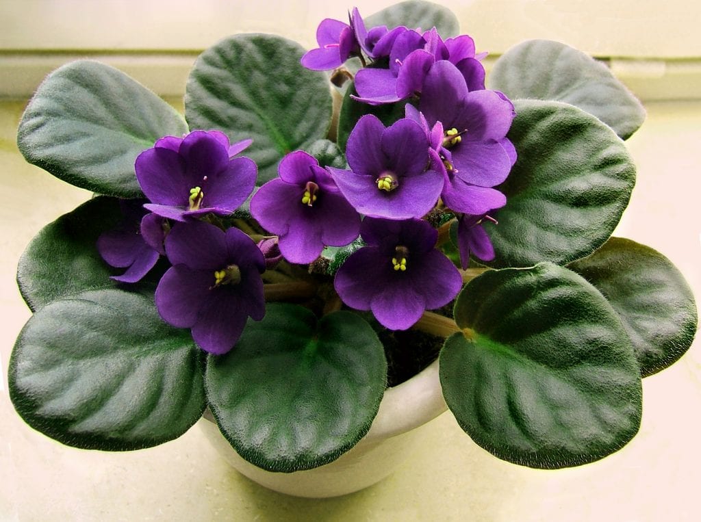 Violeta africana en interior: luz, riego y cuidados