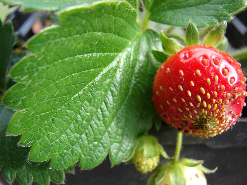 Fresas en maceta: variedades, sustrato, riego y cosecha