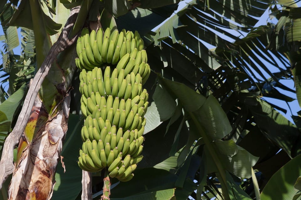 Plataneras: cultivo, cuidados y cosecha del platano
