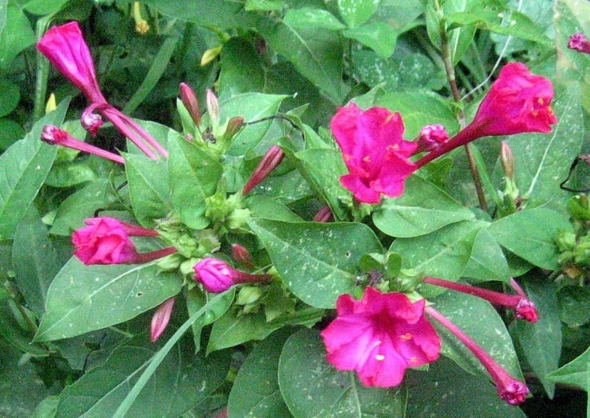Flores del dondiego de noche abiertas al atardecer