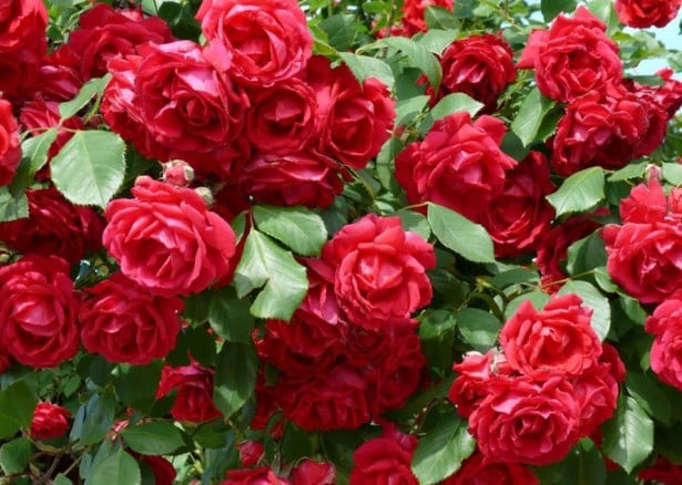 Rosal afectado por plagas en el jardín