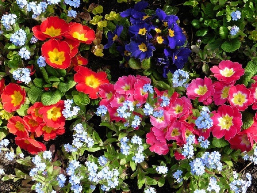 Plantas de temporada floreciendo en jardín