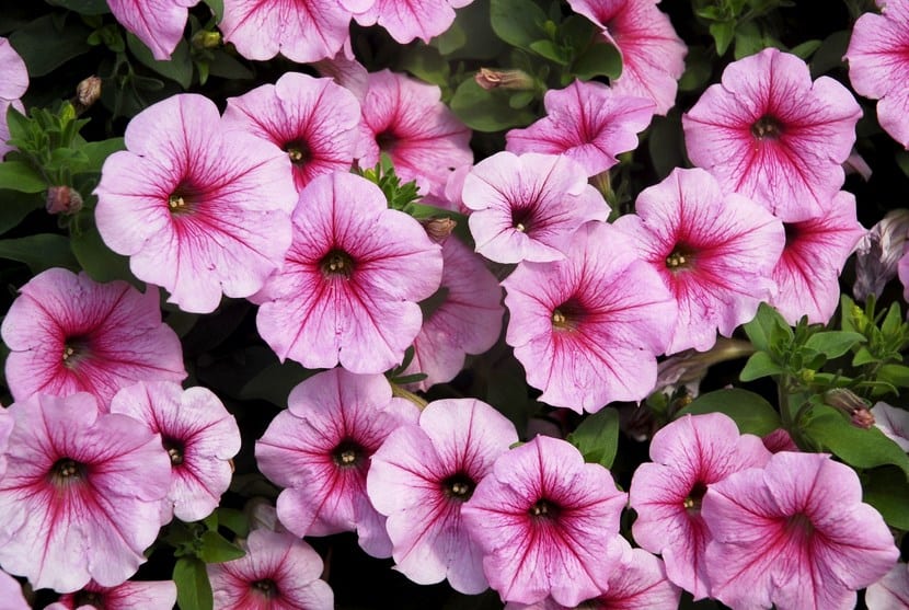 Petunias en flor, planta de temporada de primavera y verano