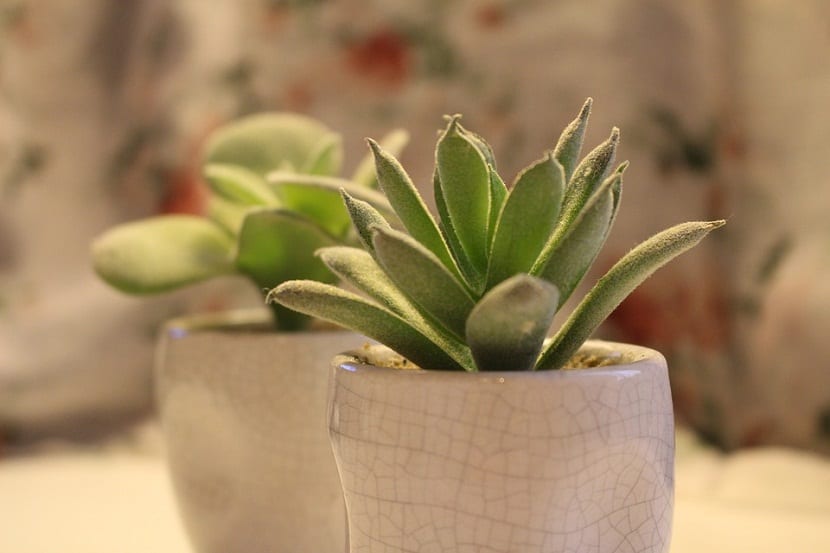 Plantas de interior colocadas en una oficina