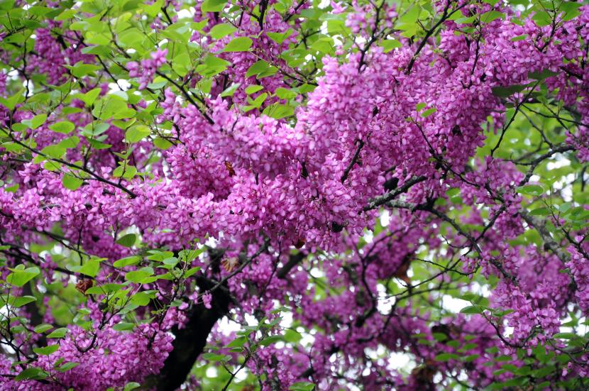 Plantas comestibles para el jardín: 16 especies y su cultivo