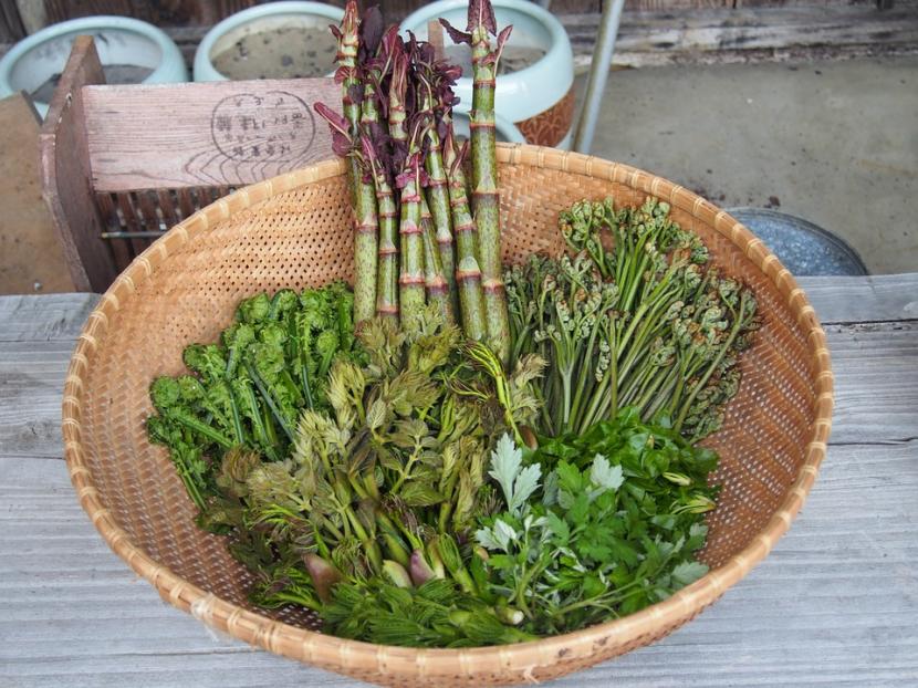 Plantas comestibles cultivadas en el jardín