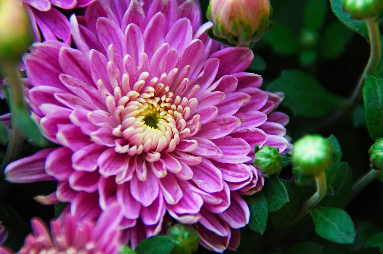 Plantas de otoño para exterior: 13 especies y cómo cultivarlas