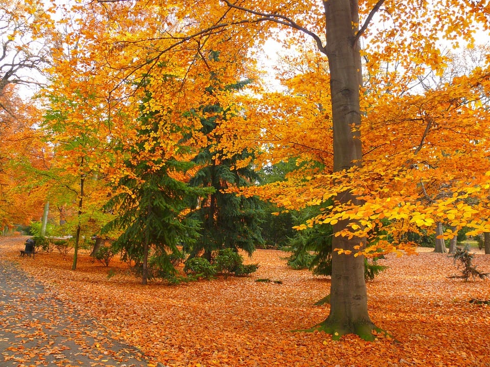 Jardín en otoño con colores cálidos