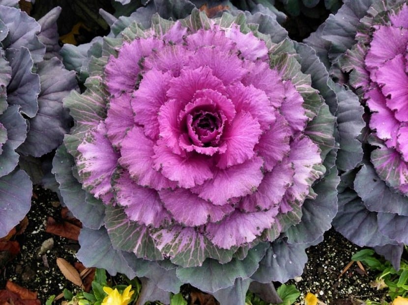 Col ornamental: cultivo, color y usos en el jardín de invierno