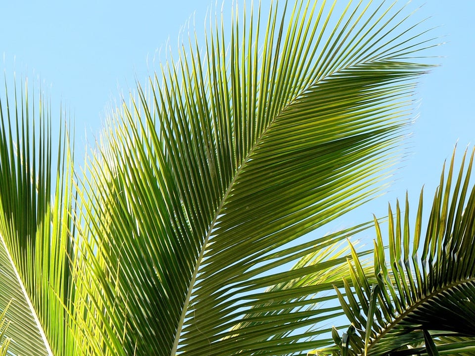Hoja de palmera de follaje persistente