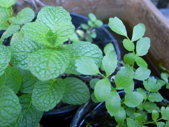 Mata de menta cultivada en el jardín