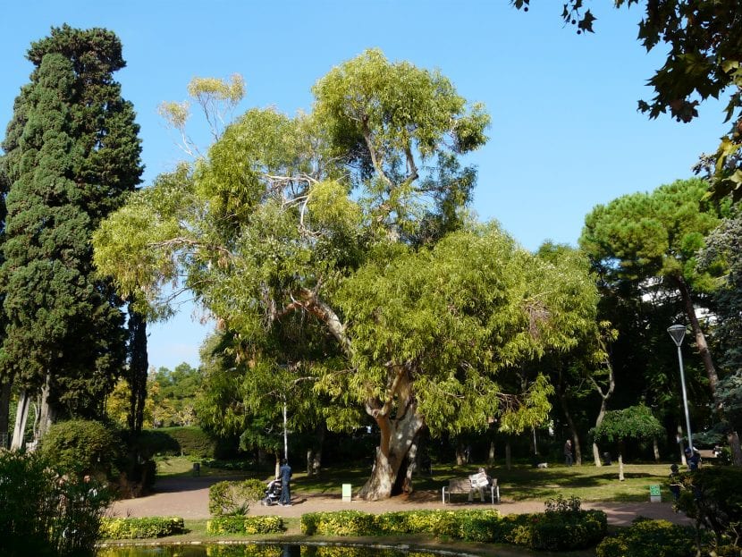 Eucalipto, árbol adaptado a los incendios