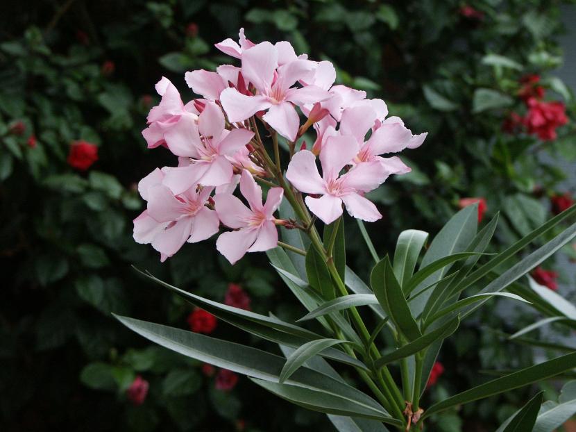 Plantas tóxicas comunes en casa y jardín: riesgos y precauciones