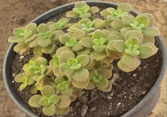 Plectranthus caninus con sus hojas carnosas y aromáticas