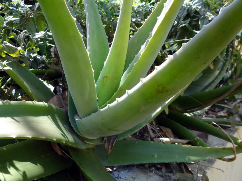 Hoja de Aloe vera cortada mostrando el gel interior